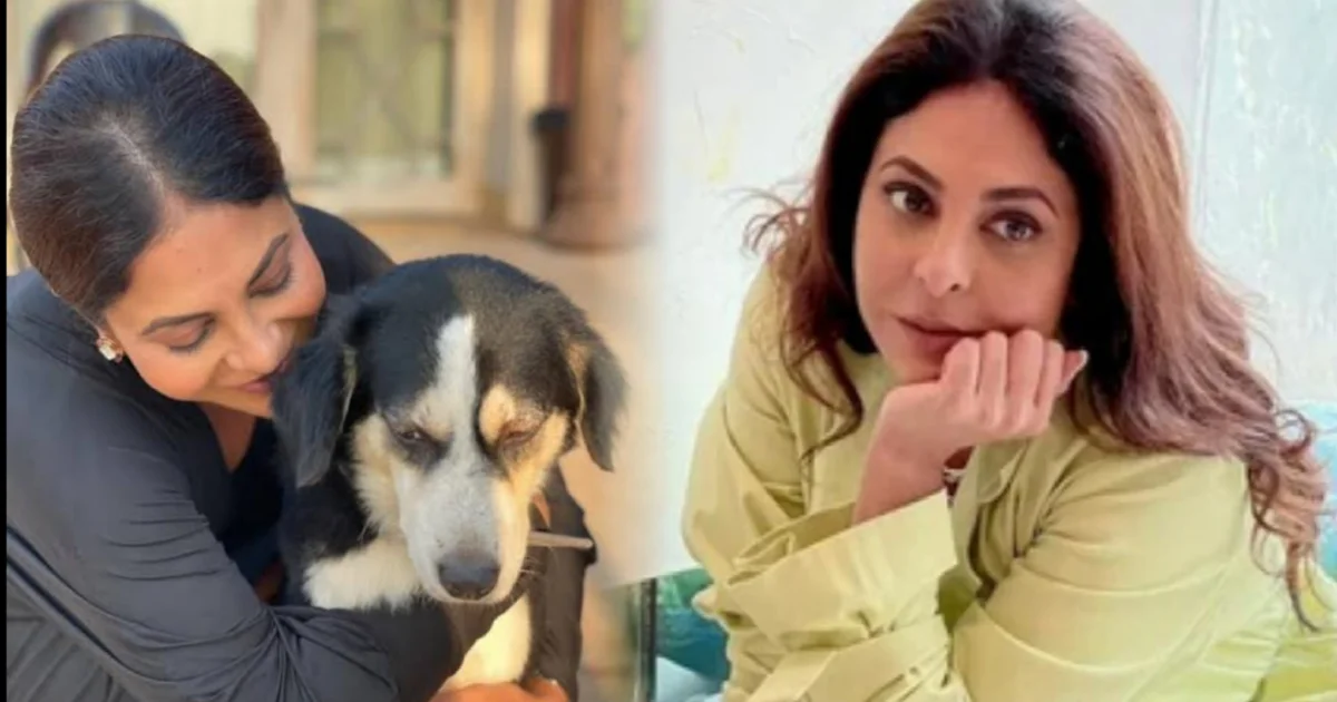 শেফালি শাহ, শেফালি শাহ সাক্ষাৎকার, বলিউড অভিনেত্রী, বিয়ে নিয়ে মন্তব্য, সম্পর্কের পরামর্শ, শেফালির বক্তব্য, বলিউড খবর, পোষ্য কুকুর, টিভি ইন্ডাস্ট্রি, সেলিব্রিটি সাক্ষাৎকার,Shefali Shah, Shefali Shah Interview, Bollywood Actress, Marriage Advice, Relationship Tips, Shefali Shah Statement, Bollywood News, Pet Dogs, TV Industry, Celebrity Interview