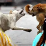 Sreelekha Mitra, Tathagata Mukherjee, Stray Dogs, Supreme Court Verdict, Dog Euthanasia, Animal Rights, Rabies Dogs, Punjab Government, Bhagwant Mann, Tollywood News, শ্রীলেখা মিত্র, তথাগত মুখোপাধ্যায়, পথকুকুর, সুপ্রিম কোর্ট, ইউথেনেশিয়া, পশু অধিকার, রেবিস আক্রান্ত কুকুর, ভগবন্ত মান, টলিউড খবর, প্রাণীপ্রেম